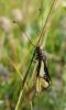 Libelloides coccajus